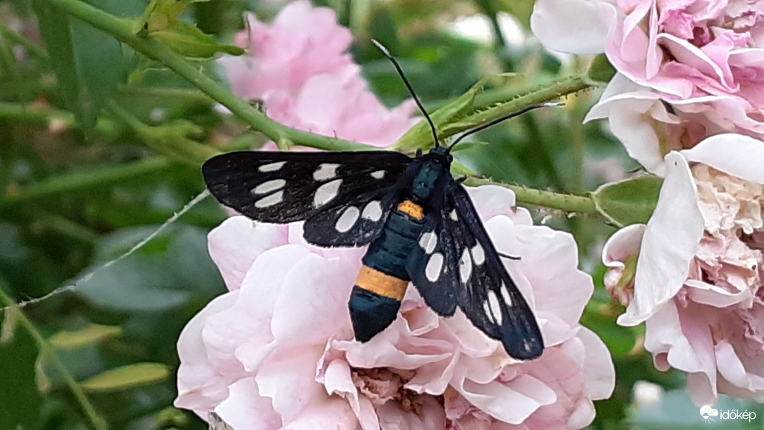 Fehér pettyes álcsüngő lepke
