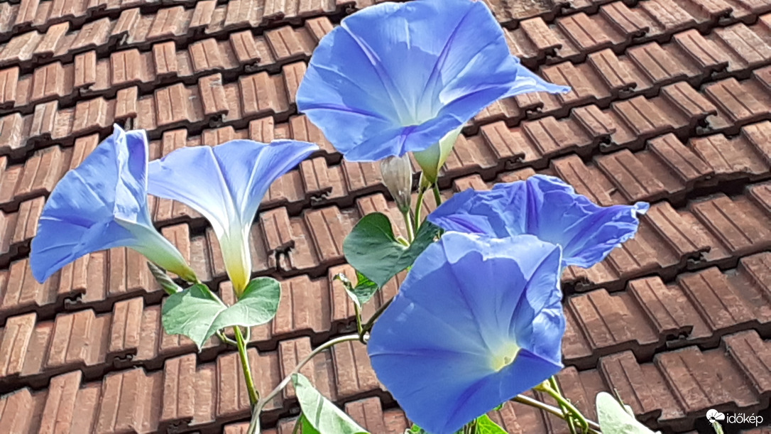 Égszínkék hajnalka