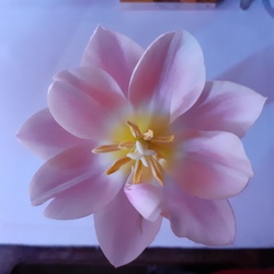Tulipán 