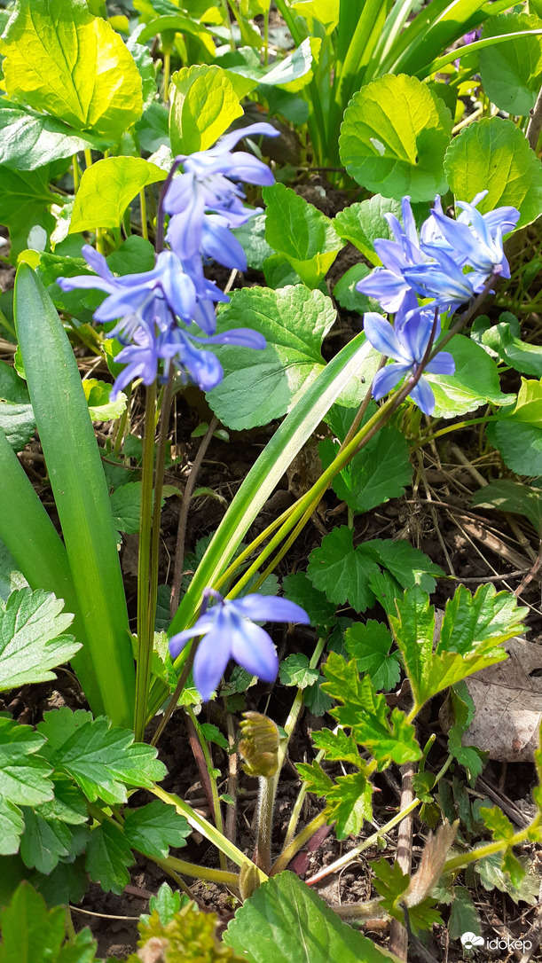 Bókoló csillagvirág