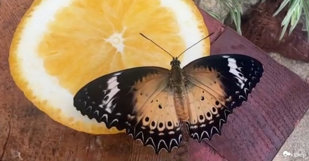 Trópusi lepkeház Kolozsváron 