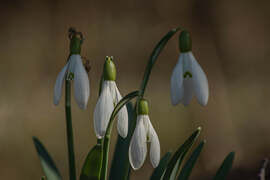 A négyfejű sárkány