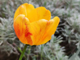 Tulipán és levendula