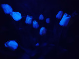 Tulipánok UV fényben