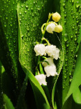 Vízcseppes gyöngyvirág