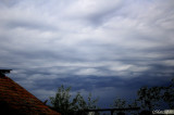 Undulatus asperatus 