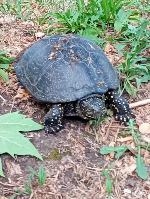 Teki
