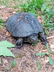 Teki
