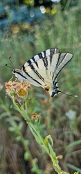 Kardoslepke