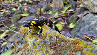 Foltos szalamandra