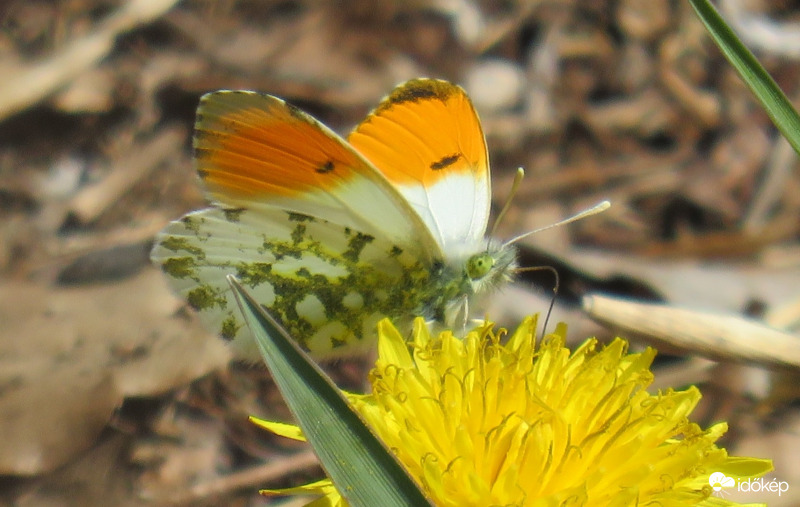 Én ide leszállok:) 