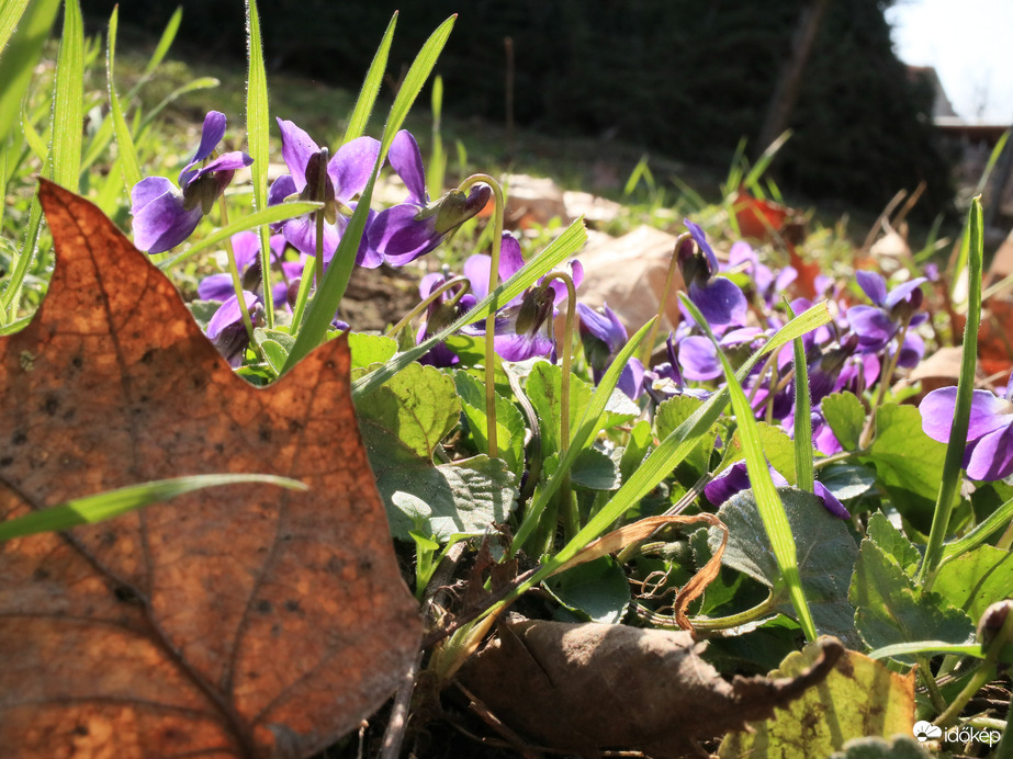 Észlelési fényképek