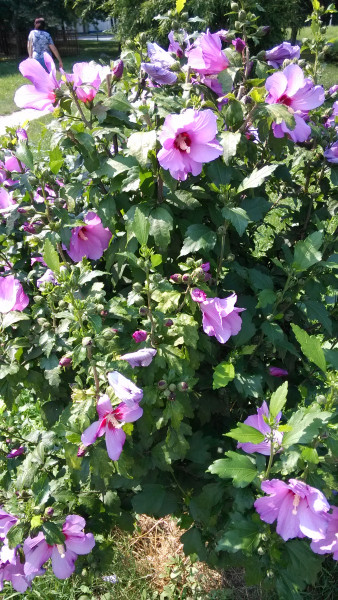 20180620 készült kép