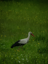 Eső előtti Gólya