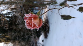 Fagyálló másként