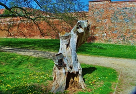 pecztibor fotója