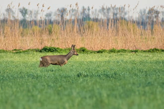 Őzbak a tavaszi mezőn