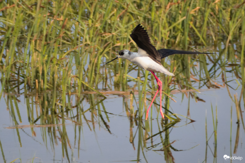 Gólyatöcs leszállás közben