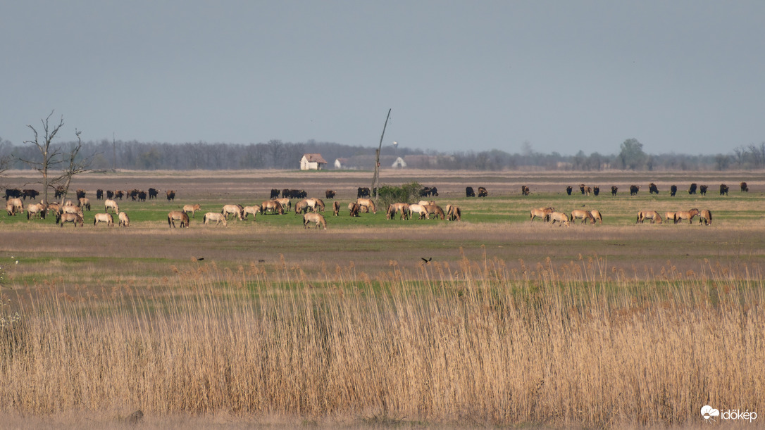 Przewalski lovak és őstulkok