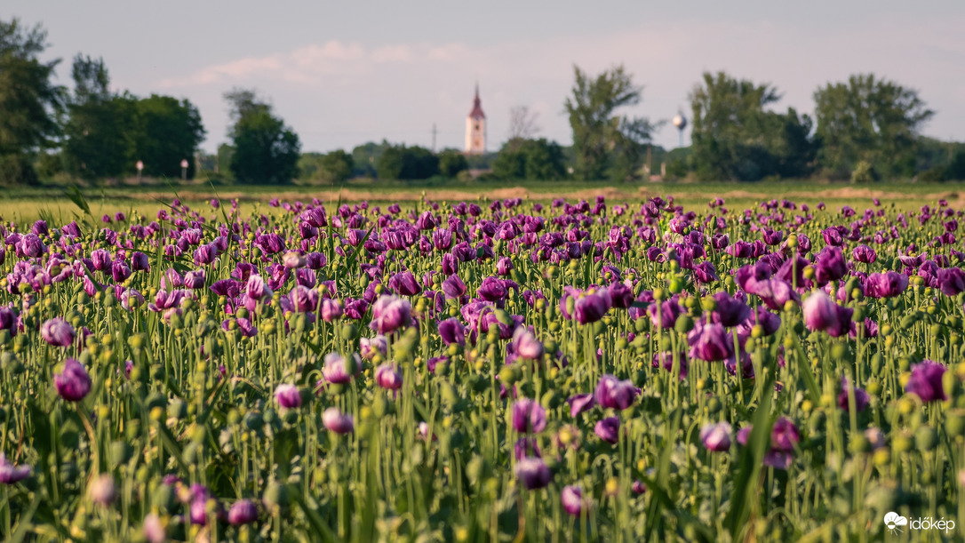 Mákvirág Sárrétudvari és Báránd között