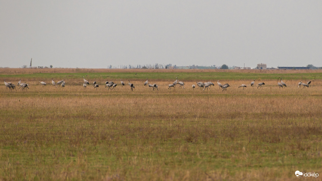 Darvak Nádudvar határában