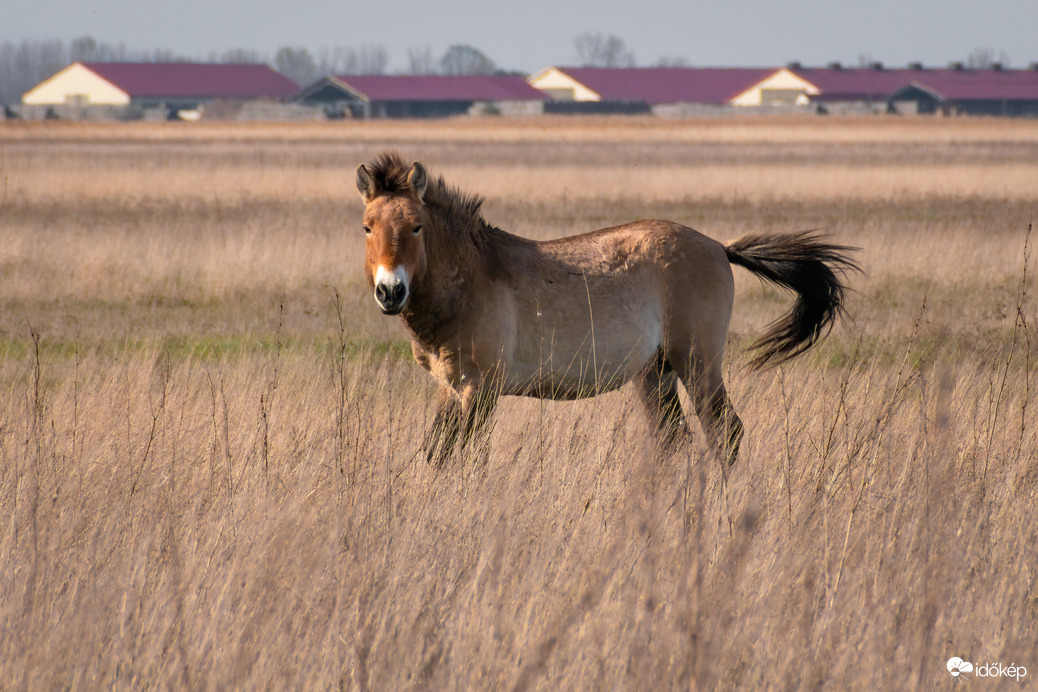 Przewalski ló