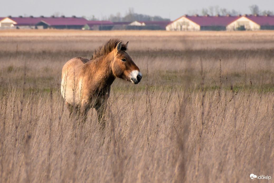 Przewalski ló