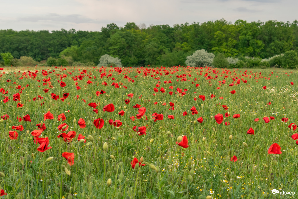 Pipacsmező Püspökladány közelében