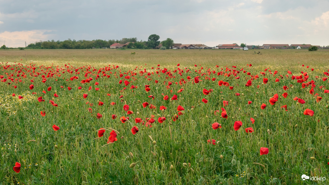 Pipacsmező Püspökladány közelében