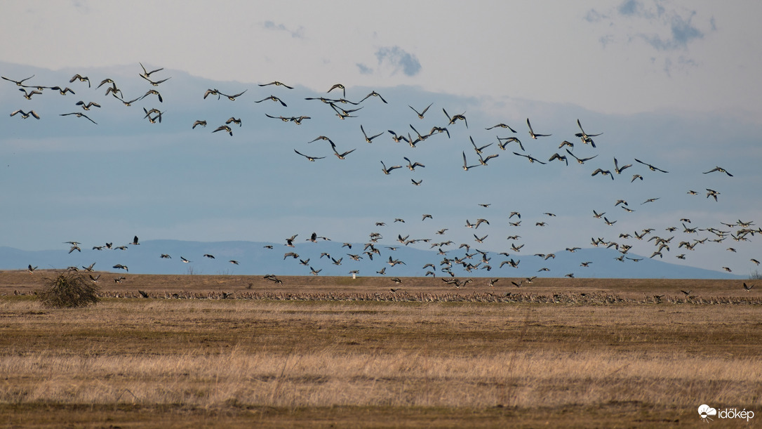 Vadludak, háttérben az Északi-középhegységgel