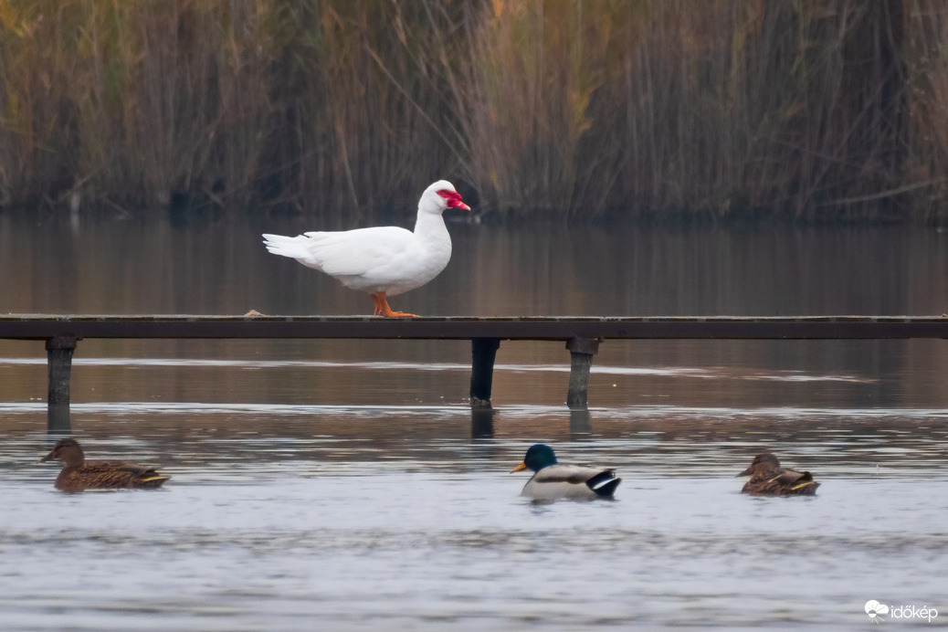 Néma kacsa és tőkés récék