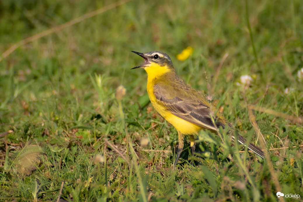 Sárga billegető