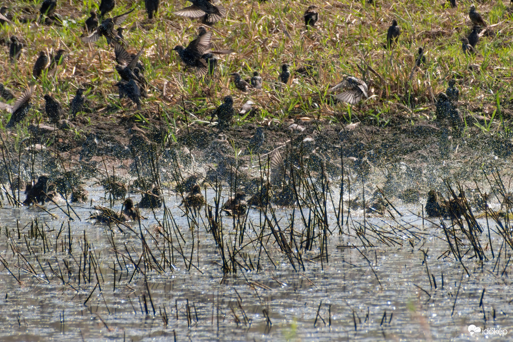 Fürdőző seregélyek 2.