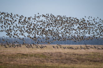 Amikor több száz vadlúd egyszerre emelkedik a levegőbe és erőteljes hangjuk megtöri a puszta csendjét...