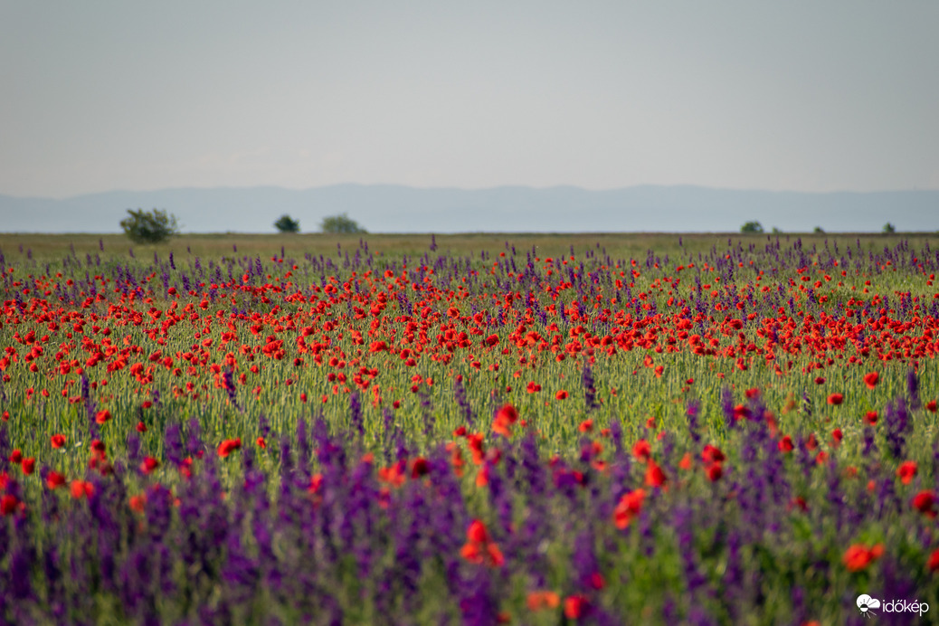Pipacs és szarkaláb mező, háttérben az Északi-középhegységgel