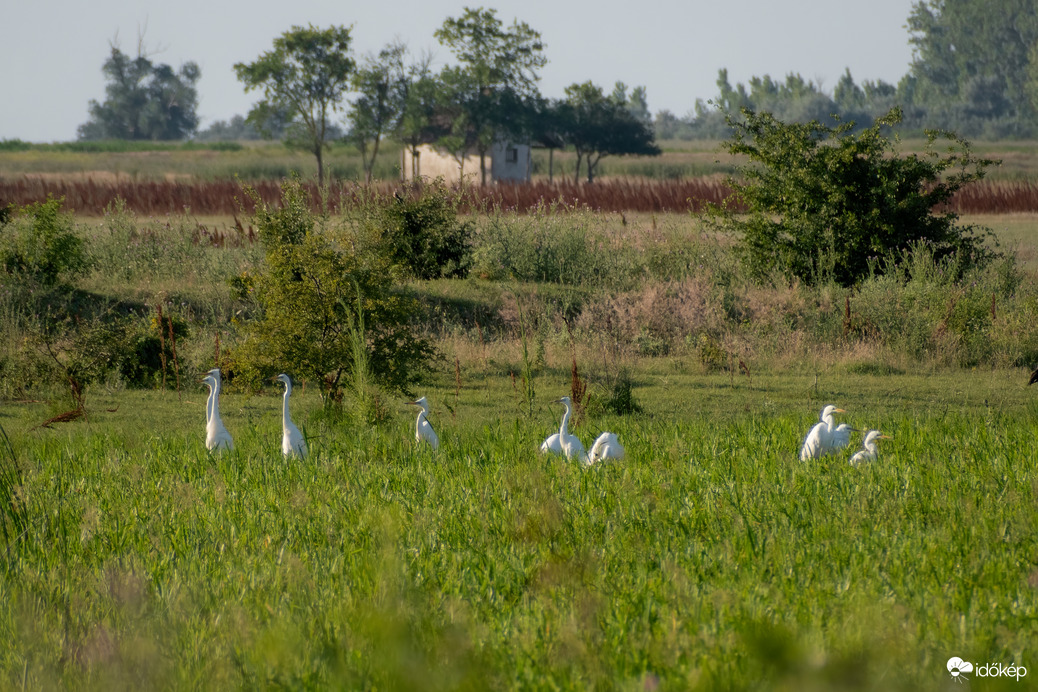 Nagy kócsag csapat :)