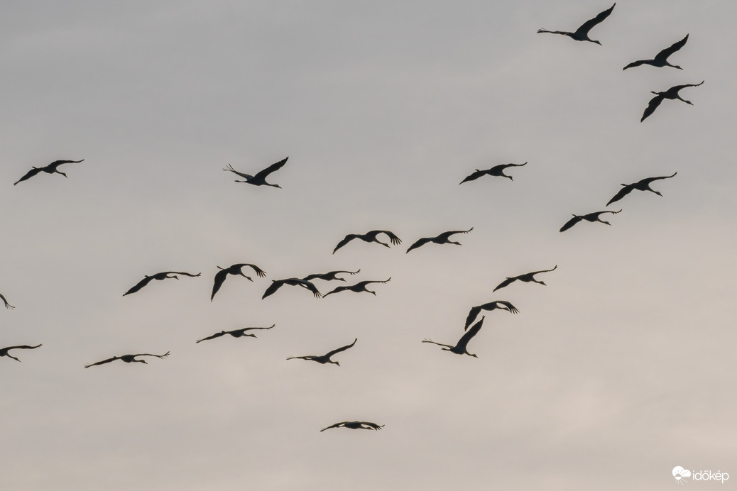 Áttelelő darvak vonulása Püspökladány környékén