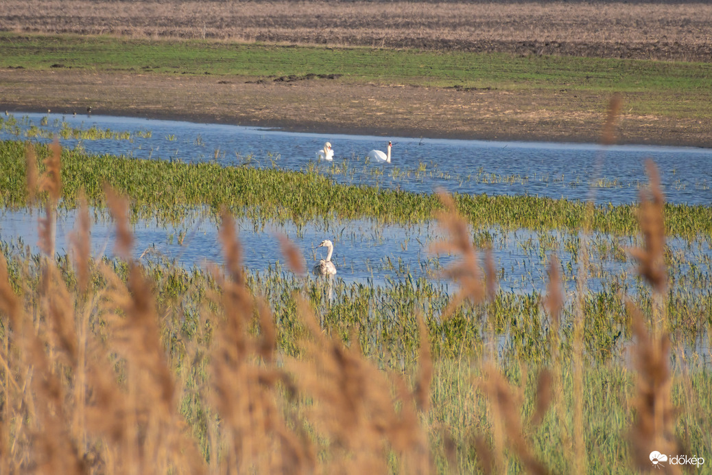 Hattyúk a Sárréti-főcsatorna árterében