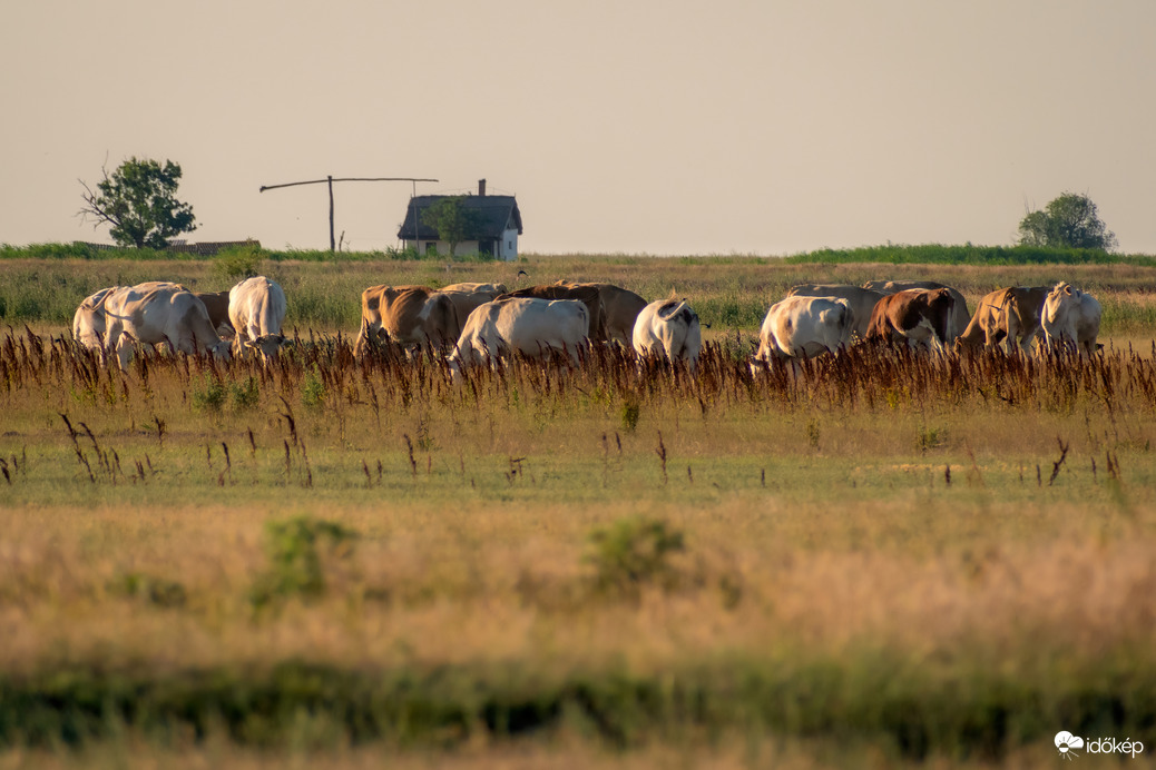 Püspökladány, Ágota-puszta