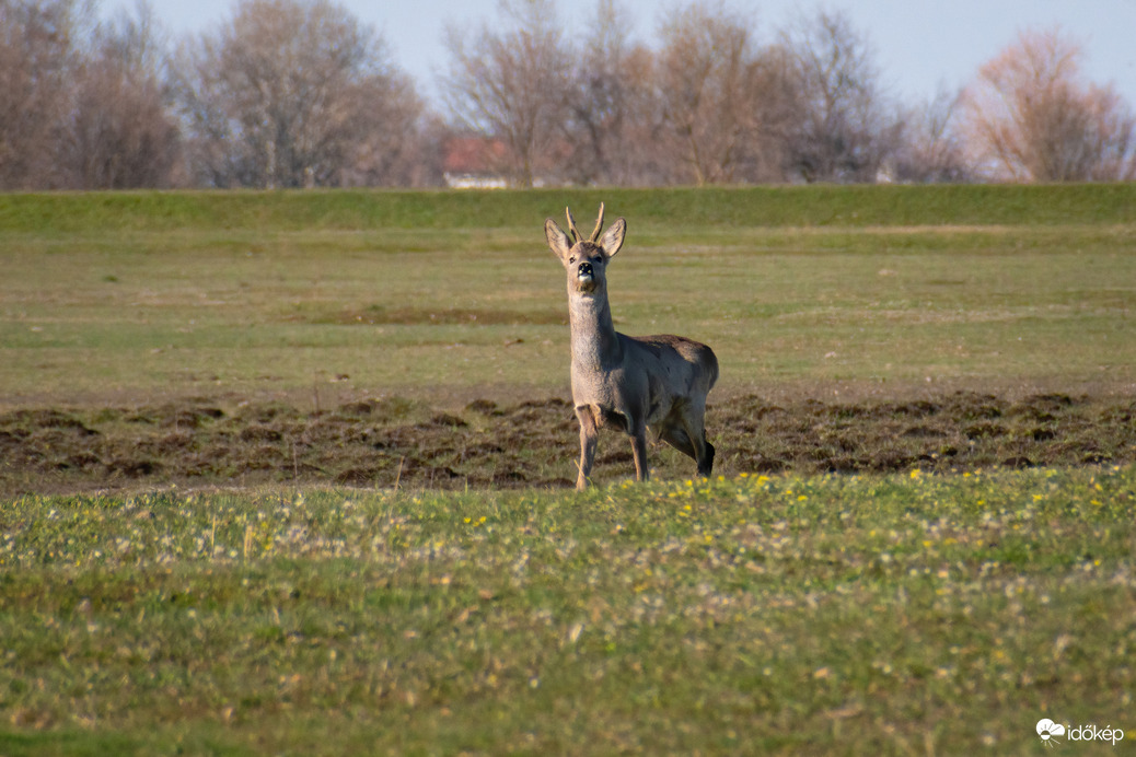 Püspökladány, Ágota-puszta