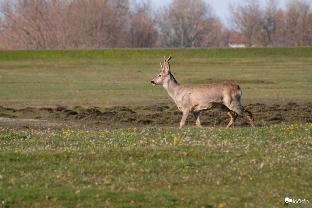 Püspökladány, Ágota-puszta