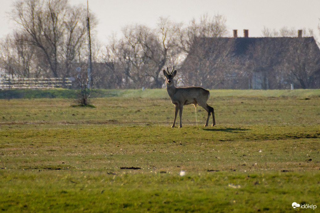 Püspökladány, Ágota-puszta