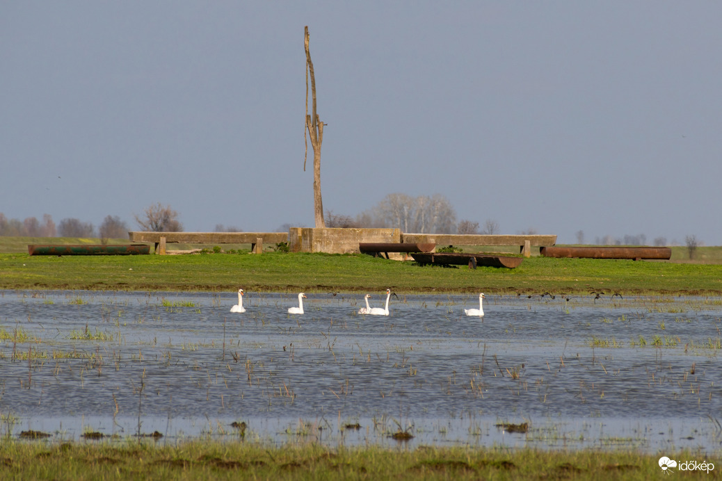 Bütykös hattyúk gémeskúttal