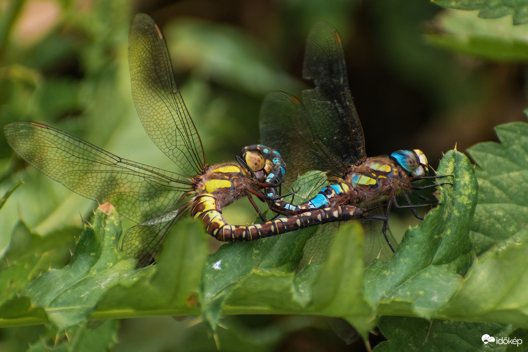 Szitakötők párzása