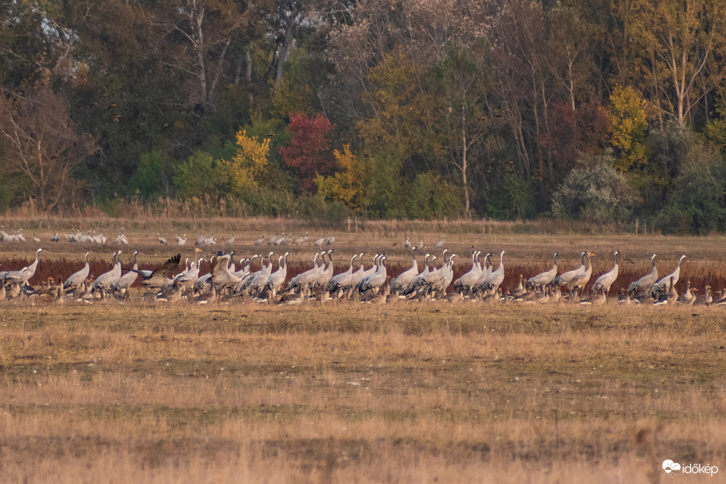 Darvak vadludak társaságában
