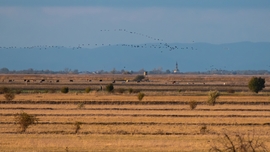 Daruvonulás a távolban