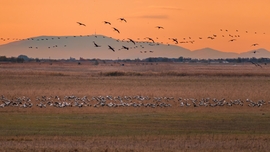 Éjszakázóhelyre érkező darvak és a Mátra :)