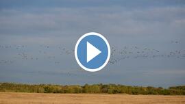 Darvak a Bihari-sík tanösvény felett