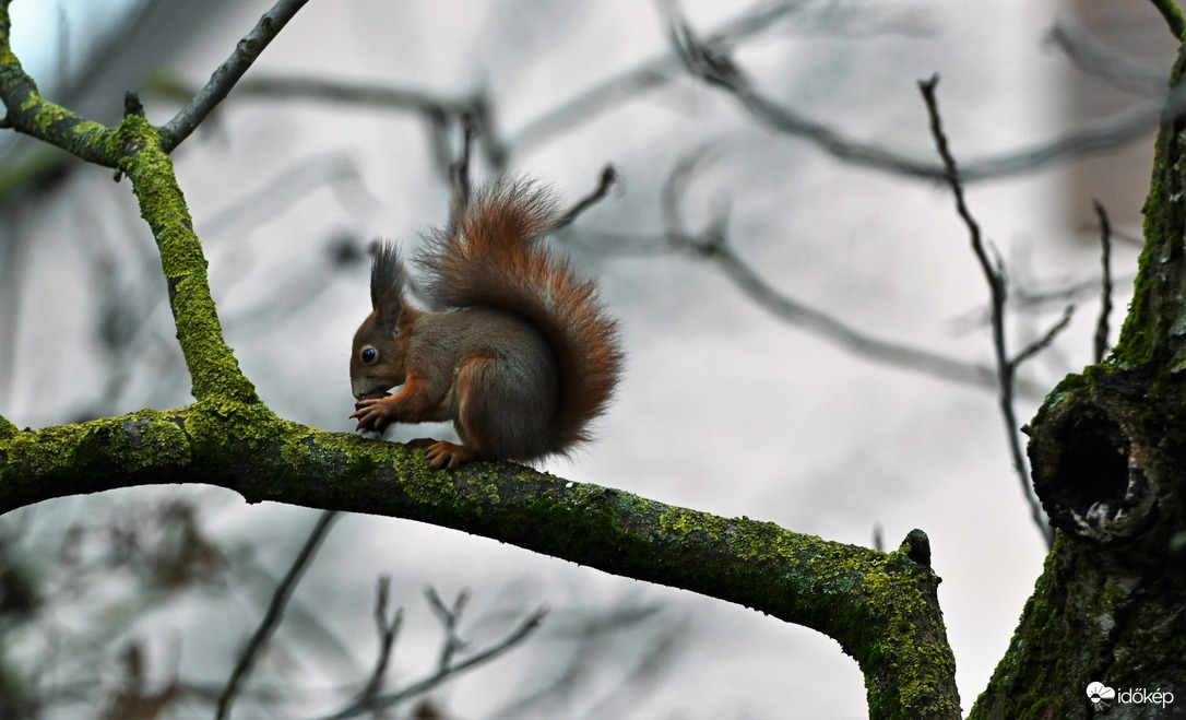 Misi, most még csak átmeneti kabátban