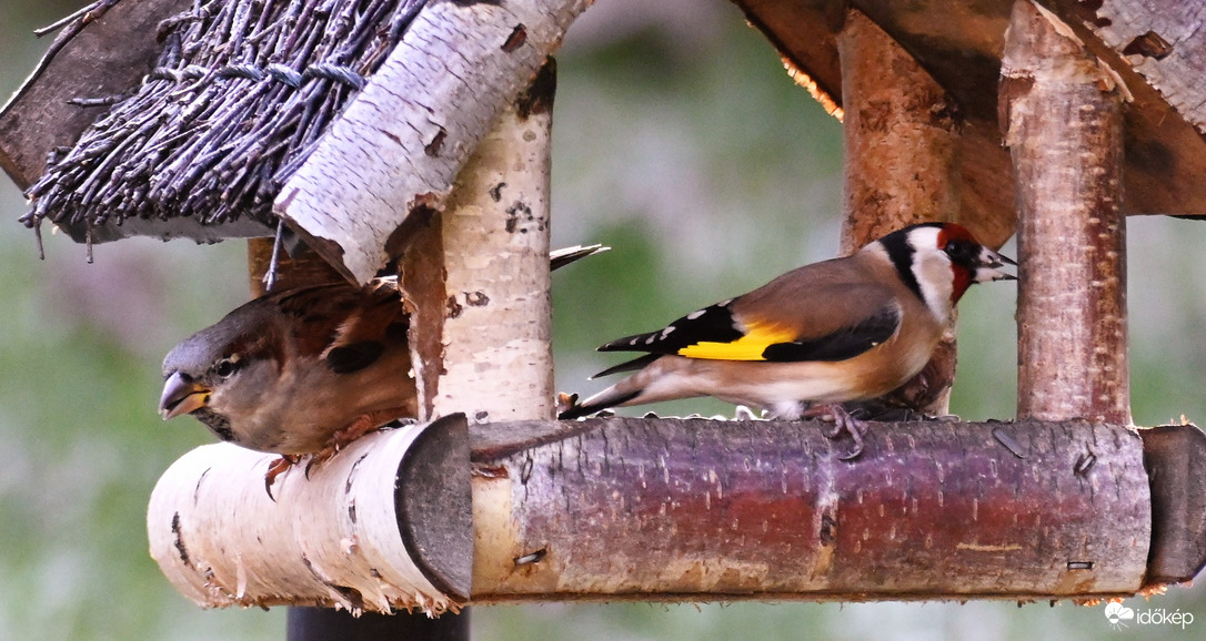 Már itt sem vagyok...